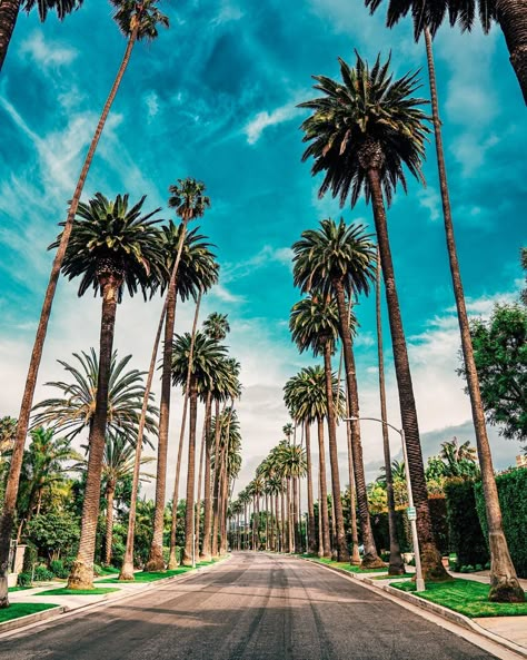 R Y A N   W A R N E R on Instagram: “If you’ve ever visited California I guarantee you’ve seen views like this before. Beverly Hills known for it’s occasional celebrities…” Los Angeles Wallpaper, Palm Tree Pictures, California Palm Trees, Palm Trees Wallpaper, Visit California, Iphone Wallpaper Photos, California Dreaming, Best Photos, Lead Generation