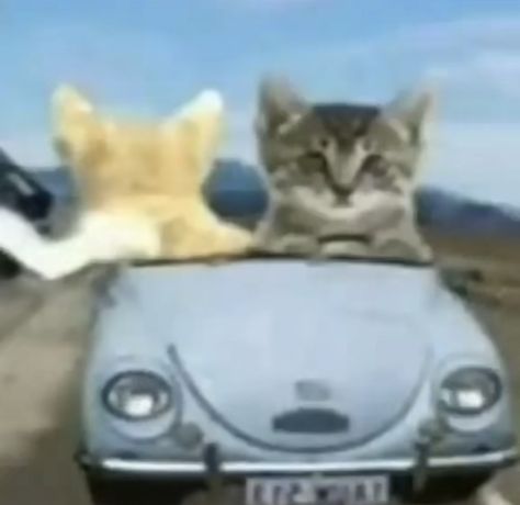 Me And Bestie, Cat Meme, Cutie Patootie, Road