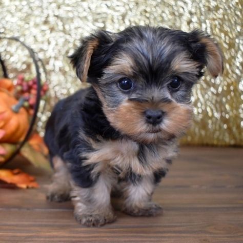 Parti Yorkies Puppies For Sale | Teacup Parti Yorkie For Sale Yorkies Puppies, Yorkie Poo Puppies, Yorkie Puppies For Adoption, Mini Yorkie, Yorkie Breeders, Yorkshire Puppies, Teacup Yorkie For Sale, Yorkie Puppies For Sale, Yorkies For Sale