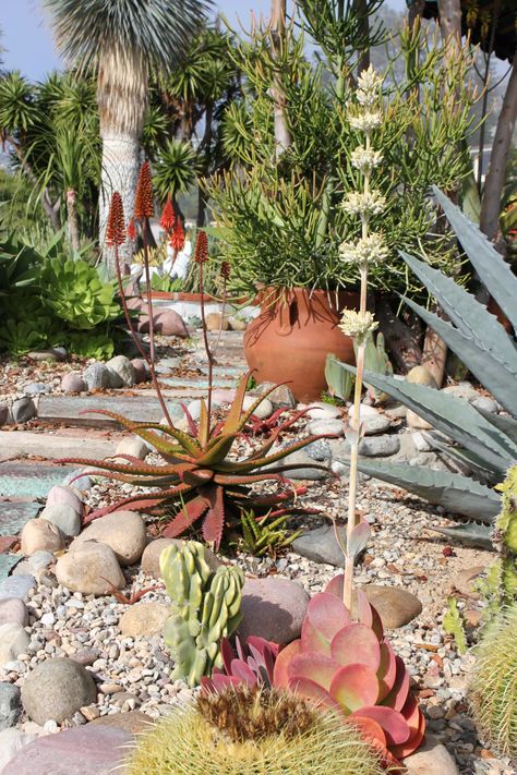 How to Combine Beautiful Mexican Garden Design style with Xeric landscaping | PITH + VIGOR by Rochelle Greayer Mexican Courtyard, Mexican Garden, Architectural Plants, Garden Paradise, Dry Garden, Desert Garden, Water Wise, Garden Accents, Beach Gardens