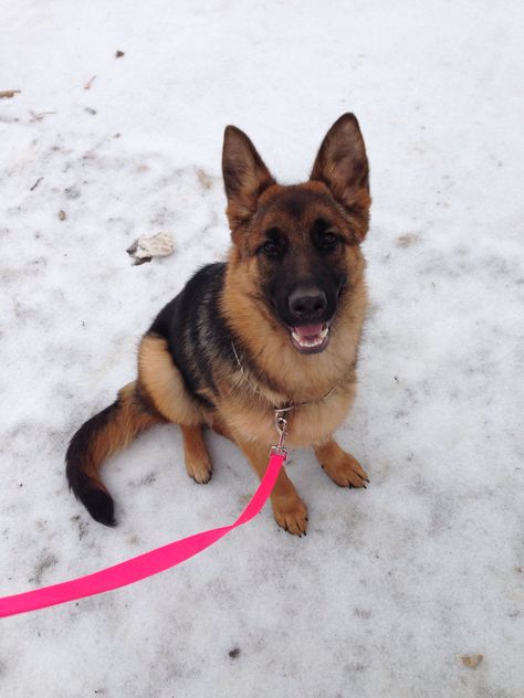 Female german shepherd puppy in snow by belrosa11 Puppy In Snow, German Shepherd Female, Baby German Shepherds, Female German Shepherd, German Shepherd Puppy, Shepherd Puppy, Shepherd Puppies, Only Girl, German Shepherd Puppies