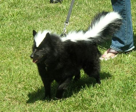 Dog costume...lol. Dog Skunk Costume, Matching Dog And Owner Costumes, Starbucks Halloween Costume, Diy Pet Costumes, Skunk Costume, Skunk Spray, Halloween Dog Costume, Dog Dye, Halloween Dogs