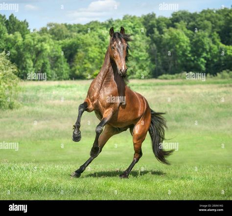 Thoroughbred Horse Photography, Morgan Horse, Horse Inspiration, Big Horses, Bay Horse, Thoroughbred Horse, Beautiful Horse, Miniature Horse, Horse Drawings