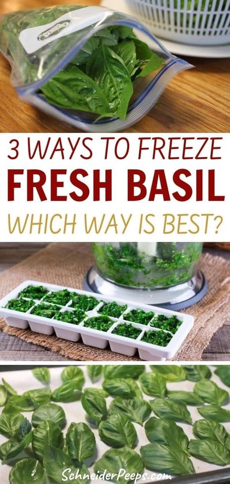 Freezer Preserving, How To Freeze Basil, Freeze Fresh Herbs, Preserving Basil, Freezing Fresh Herbs, Preserve Fresh Herbs, Store Fresh Herbs, Drying Fresh Herbs, Preserving Vegetables