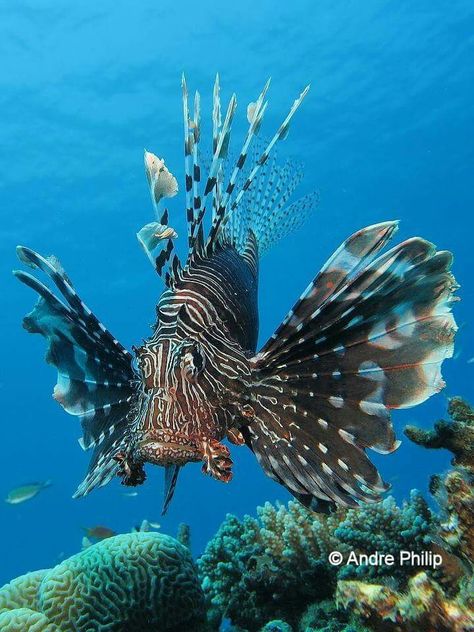 Lion Fish Más Lion Fish Art, Ocean Fish Photography, Fish Core, Interesting Fish, Fish Fins, Fish Facts, Sun Fish, Fish Photography, Tattoo Wallpaper