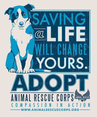 ARC Adopt a dog poster by Lucie Rice | by jenvaughnart Dog Quotes Love, Animal Advocacy, Dog Poster, Animal Posters, Rescue Dogs, Animal Welfare, Shelter Dogs, Animal Rights, Dog Training Tips