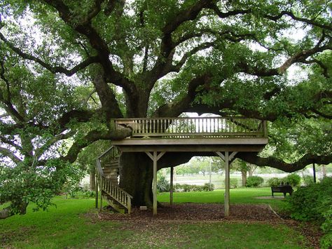 Tree House Deck, Tree Platform, Tree House Ideas, Live Oak Tree, Tree Deck, Beautiful Tree Houses, How To Garden, Tree House Plans, Cool Tree Houses