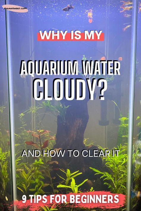 How To Keep Fish Tank Water Clear, How To Clean Betta Fish Tank, Clear Fish Tank, Fish Tank Hacks, Fish Tank Cleaning Hacks, Fresh Water Fish Tank Ideas, Glofish Tank Ideas, Aquarium Hacks, Fish Tank Themes Ideas