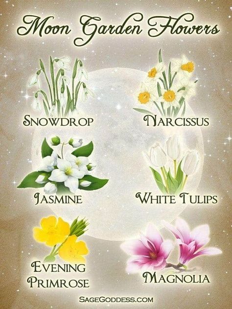 Gardening By The Moon, Moon Gardens, I Love The Moon, Sage Goddess, Witchy Planner, Witchy Garden, Tattoo Garden, Night Blooming Flowers, Magical Moon