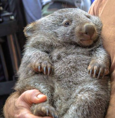 Cute Wombat, Baby Wombat, Australian Mammals, Cute Animal Memes, Animal Doodles, Paws And Claws, Silly Animals, Sweet Animals, Koala Bear