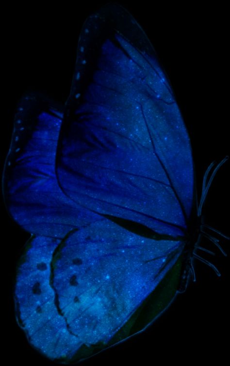 Galaxy Butterfly, Screen Savers Wallpapers Backgrounds, Blue Butterfly Wings, Pic Edit, Blue Aesthetic Dark, Blue Butterfly Wallpaper, Cute Blue Wallpaper, Butterfly Wallpaper Backgrounds, Beautiful Butterflies Art