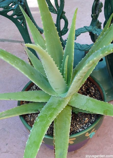 A Plant With Purpose: How to Care for Aloe Vera Aloe Plant Care, Aloe Vera Plant Indoor, Aloe Arborescens, Growing Aloe Vera, Aloe Vera Care, Beautiful Succulents, Easy Care Houseplants, Medicinal Garden, Garden Solutions