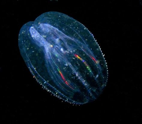 Jellyfish Species, Sea Jellies, Cnidaria, Jellyfish Art, Ocean Photos, Deep Sea Creatures, Underwater Creatures, Reef Aquarium, Deep Sea Fishing