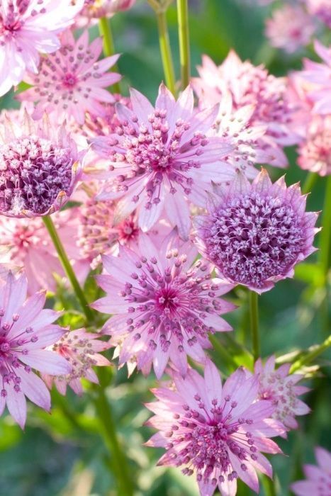 Pink Perennials, Astrantia Major, Pink Garden, Herbaceous Perennials, Trendy Flowers, Exotic Flowers, Types Of Flowers, Flower Beauty, Shade Garden