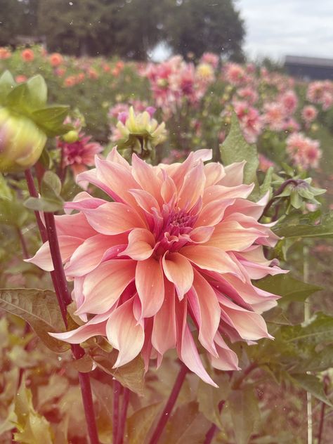 Dahlia Labyrinth, Peach Tones, Pink Dahlia, Wood Spirit, Flower Farm, Wren, Labyrinth, Flower Beds, Dinner Plate