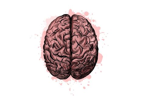 Human brain from a splash of watercolor, colored drawing, realistic. Vector illustration of paints Realistic Brain Drawing, Brain Painting, Medical Drawings, Brain Drawing, Drawing Realistic, Hippie Painting, Human Brain, Class Projects, Colorful Drawings