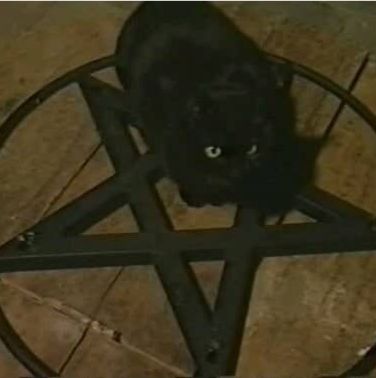 th3eve:RB FOR GOOD LUCK! A Black Cat, Grunge Goth, In The Middle, A Black, The Middle, Black Cat, Black