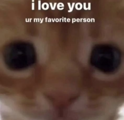 Love You Meme, Ayyy Lmao, Cute Cat Memes, My Favorite Person, Love You Cute, Silly Cats Pictures, I Love My Girlfriend, Silly Animals, Relationship Memes