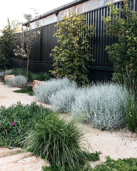 A simply beautiful contemporary Australian native Garden done so well.  Garden design @fig_landscapes  Plants supplied by @exotic_nurseries… Australian Garden Design, Australian Native Garden, Contemporary Garden Design, Landscaping Inspiration, Front Garden Design, Garden Inspo, Areas Verdes, Australian Garden, Coastal Gardens