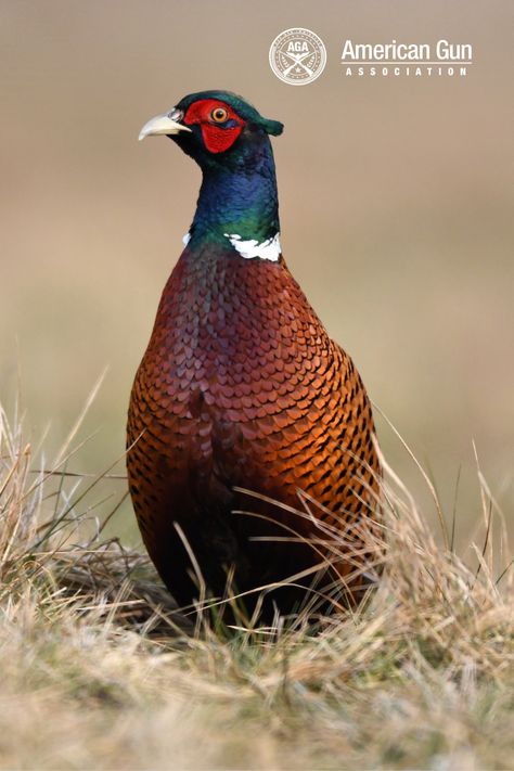 Beginners who want to try small game hunting for the first time can start with pheasant hunting. These agile grassland roosters are tricky to shoot, but once you get the hang of things, you’ll start hauling in several birds per hunting session! #pheasanthunting #pheasant #smallgamehunting #smallgame #hunting #huntingtips #gunassociation Pheasant Pictures Art, Small Game Hunting, Bird Hunting Gear, Rustic Showers, Cooler Stickers, Upland Hunting Gear, Deer Processing, Upland Bird Hunting, Hunting Essentials