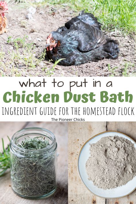 Chicken Dust Bath, Raised Bed Herb Garden, Dust Bath For Chickens, Backyard Chicken Coop Plans, Dust Bath, Backyard Chicken Farming, Chicken Life, Chicken Health, Raising Backyard Chickens