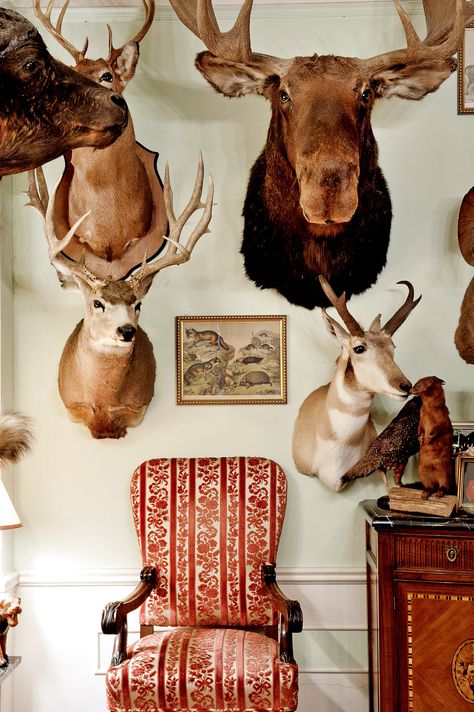 For Sale: Classic 6 at the Beresford Packed with Taxidermy - The New York Times Animal Heads On Wall, Taxidermy Aesthetic, Deer Mount Ideas, Taxidermy Decor, Trophy Display, Wabi Sabi Interior, Deer Mounts, Hunting Room, Steampunk House