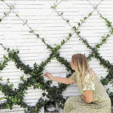 How to create the most beautiful diamond pattern plant vine espalier on a brick wall or chimney. Step by step guide with my own personal tips and tricks. Garden Gravel, Wall Climbing Plants, Trellis Diy, Wire Trellis, Jasmine Vine, Ficus Pumila, Vine Trellis, Wall Trellis, Diy Garden Trellis