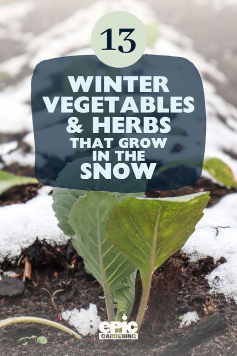 Small vegetable sprouting and growing in a garden covered in snow Plants That Grow In The Winter, How To Grow Vegetables Indoors In Winter, Winter Homestead Projects, Plants That Survive Winter, Shade Vegetable Garden, Winter Garden Vegetables, Winter Garden Ideas, Winter Planting, Growing Winter Vegetables