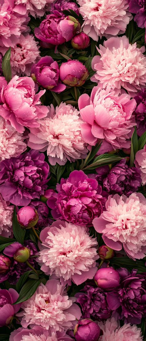 Pink Peonies Wallpaper, Fb Background, Purple Roses Wallpaper, Pretty Flowers Pictures, Purple Peony, Hot Pink Wallpaper, Vintage Floral Backgrounds, Pink Flowers Background, Beautiful Butterfly Pictures