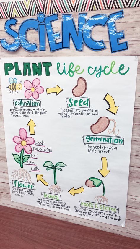 Classroom Management Songs, Plants Life Cycle Activities, Anchor Charts First Grade, Plants Classroom, Science Chart, Science Anchor Charts, Kindergarten Anchor Charts, Life Cycles Activities, Homeschool Preschool Curriculum