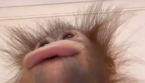 Ugly Monkeys Funny, Ugly Monkey, Animal Pfp, Monkey Memes, Baby Orangutan, Monkey Pictures, Funny Short Clips, Reaction Face, A Monkey