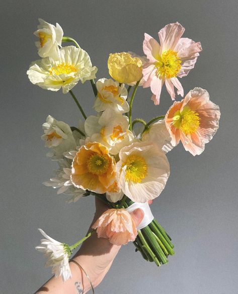 A little poppy/sunlight action from @flwrandwater that we couldn't resist 🏵️☀️ Happy Friday! #thefloristquarter #flwrandwater #newcastleflorist #newcastleflowers #australianflorists #freelanceflorists #australianfloristdirectory #forflowerlovers #flowercommunity #floristcommunity #communityovercompetition Pink Poppy Bouquet, Wedding Bouquet Poppies, Poppy Flowers Wedding, Flower Bouquet Reference, Petite Bridesmaid Bouquet, Cornflower Wedding Bouquet, Poppy Wedding Flowers, Wedding Poppies, Poppy Bridal Bouquet