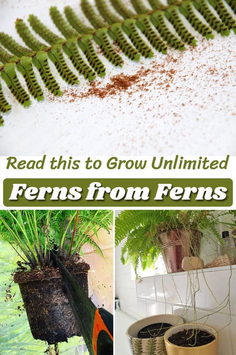 Propagating Ferns from Division is a cost-saving option to have more specimens free of cost! Learn How to Grow Ferns from Ferns in easy ways! Propagating Ferns From Cuttings, How To Grow Ferns, How To Propagate Ferns, Asparagus Fern Outdoors, Propagating Ferns, Propagate Ferns, Fern Propagation, Witchy Mansion, Fern Seeds