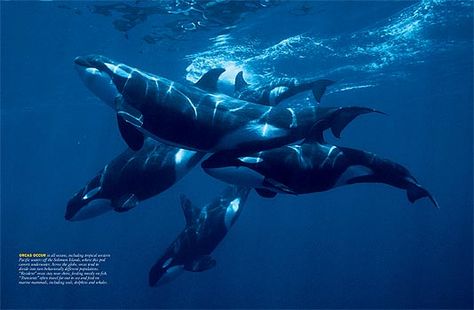 orca pod - Most of the young orca will spend their entire lives with their moms as they live in matriarchal societies. Orca Pod, Ranger Rick, Sea Mammal, National Wildlife Federation, Orca Whales, Killer Whale, Marine Mammals, Beautiful Sea, Whale Shark