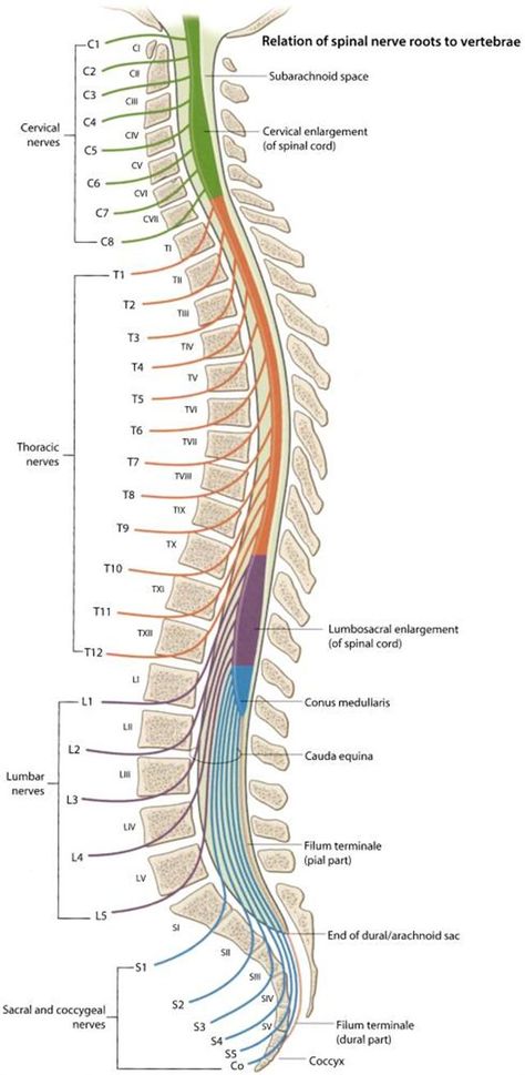 Spinal cord and cauda equina. Note that the spinal cord ends at about L1, with the conus medullaris. Nerve roots travel further down as the cauda equina. Their relative mobility within the cerebrospinal fluid decreases the risk of neural damage with subarachnoid injections done at the L4 level. Medication Chart Printable, Autonomic Dysreflexia, Nerve Anatomy, Cauda Equina, Motor Neuron, Spinal Nerve, Spinal Injury, Peripheral Nerve, Cerebrospinal Fluid