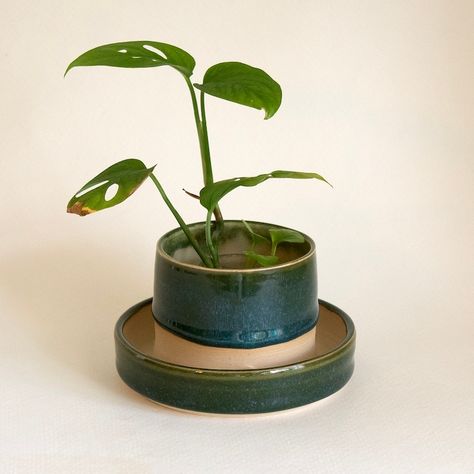 Small Ceramic Planter, 2.5 X 2.5 handmade Ceramic, Wheel Thrown, 1 Drainage Hole, Attached Base Plate, Bottom Watering, 12 Colors - Etsy Canada Beautiful Plant Pots, Ceramics Plant Pot, Pottery Plant Pots, Bottom Watering, Plant Pot Ceramic, Small Plant Pots, Ceramic Wheel, Small Ceramic Planter, Ceramic Planter Pots