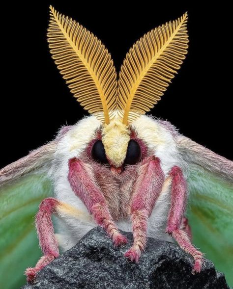 Luna mother (Actias luna). Photo credit: @bens_small_world. Rosy Maple Moth, Cute Moth, Lunar Moth, Drawn Together, Moth Caterpillar, Instagram King, Cool Bugs, Beautiful Bugs, Luna Moth