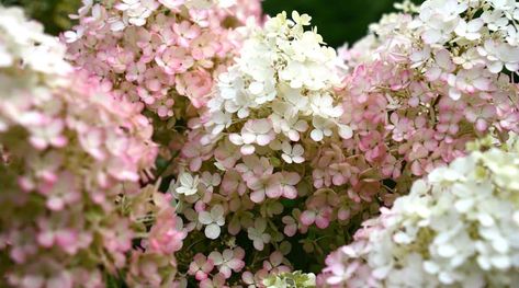 Bobo Hydrangeas, Bobo Hydrangea, Hardy Hydrangea, French Hydrangea, Hydrangea Serrata, Types Of Hydrangeas, Hydrangea Varieties, Partial Shade Plants, Hydrangea Arborescens