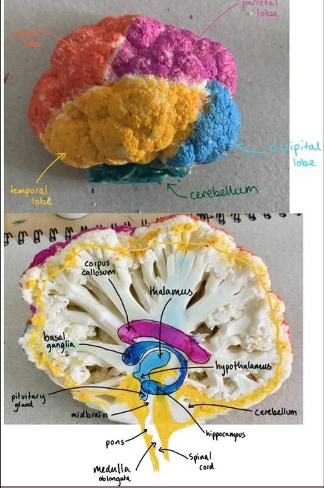 Cauliflower Brain Model, Teaching Health Science High School, Anatomy Art Projects, Human Body Science Experiments For Kids, Diy Brain Model, 3d Brain Project, Brain Model Project Diy, Anatomy Crafts, Human Body Crafts For Kids