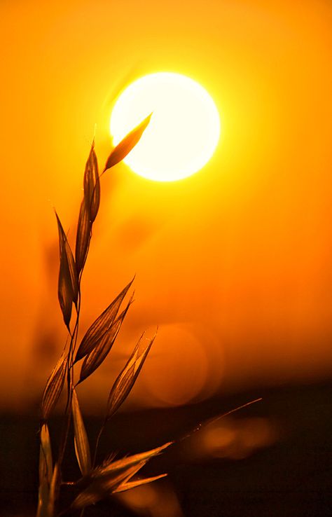 https://flic.kr/p/bDEdSh | Touching the sun Naturals Wallpaper, Sol Aesthetic, Sun Pics, Sun Photos, Sun Pictures, Sunny Pictures, Sunshine Wallpaper, Sunshine Photography, Pictures Of The Sun