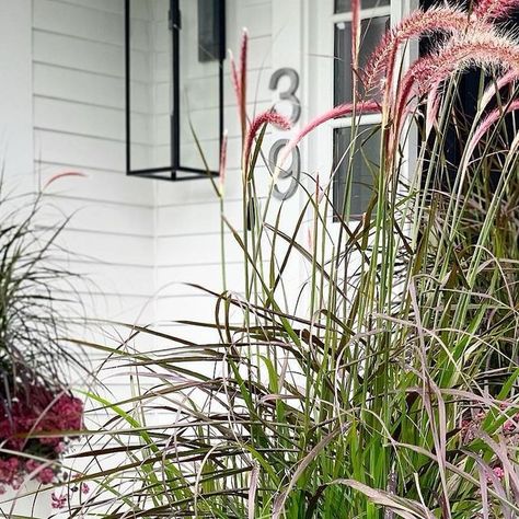 Susan Nock on Instagram: "Throwing it back to some favorite late summer - early fall planters from a few years ago. Using just two types of plants kept these planters feeling contemporary - grass and sedum. Bold blocks of color in large white containers - simple but very eye catching. I’m starting to plan for this coming fall and may have to do something similar to these again! 
.
.
.
#fallplanters #fallinspiration #fallcontainers #containergardening #containergardens #containergarden #containergardeningideas #containergardener #bhgflowers #gdcontainergarden #thistlecontainers" Fall Containers, Fall Planters, Throwing It Back, Fall Garden, Thanksgiving Feast, Early Fall, Autumn Garden, Types Of Plants, Late Summer