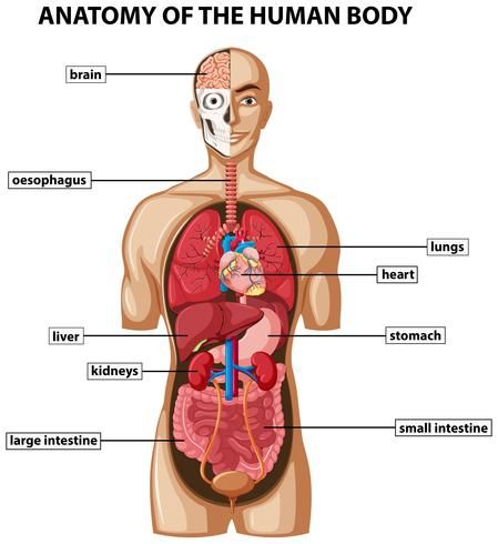 Diagram showing anatomy of human body with names Human Organ Diagram, Body Organs Diagram, Anatomy Body Parts, Human Anatomy Chart, Human Body Diagram, Human Anatomy Model, Anatomy Organs, Free Human Body, Human Body Model