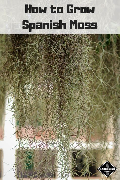 Air Plants Diy, Growing Moss, Air Plants Decor, Air Plants Care, Moss Plant, Spanish Moss, Landscape Plans, Hydroponic Gardening, Tea Garden