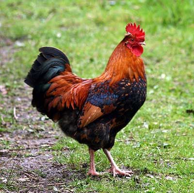 PICTURES OF ROOSTERS | NO BROKEN COCKS FOR BOUB ALL COCKS MUST BE REPAIRED Bird Attack, Farm Animals Pictures, Birds Voice, Feather Hair Extensions, National Animal, Keeping Chickens, Countries Around The World, Pet Birds, Farm Animals