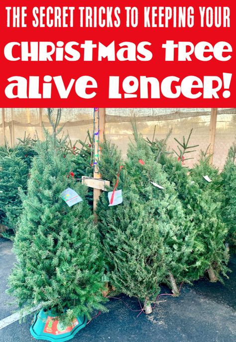 Live Christmas Tree Ideas, Christmas Tree Preservative, Real Xmas Trees, Christmas Tree Care, Christmas Tree Food, Fresh Cut Christmas Trees, Christmas Tree Lots, Live Christmas Trees, Easy Gardening