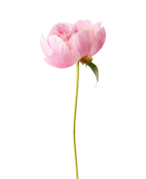 Light Pink Peony, Pink Flowers Wallpaper, Jobs In Art, 강아지 그림, Peonies Garden, Video Pink, White Background Photo, Flower Studio, Insta Post