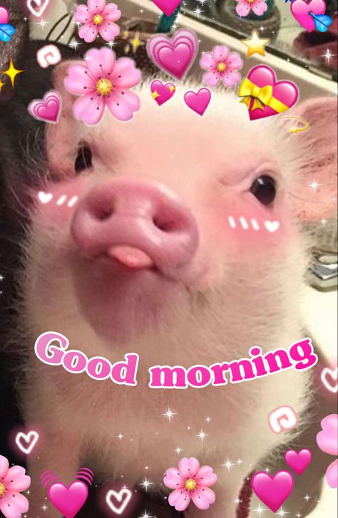 Cute Have A Good Day Images, Good Morning Wholesome Pics, Pig Good Morning, Good Morning Reaction Pic Funny, Good Morning Shawty, Good Morning Mood Pics, Reaction Pictures Wholesome, Hello Funny Pictures, Morning Reaction Pics