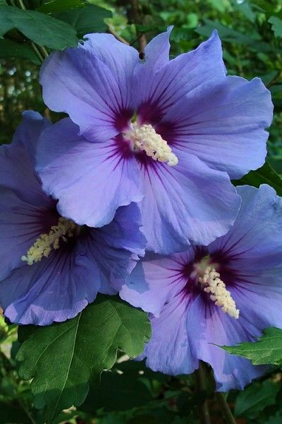 Wilson Bros Gardens   The truest blue flowers of any Rose of Sharon! Purple Rose Of Sharon, Hibiscus Shrub, Hardy Hibiscus, Purple Hibiscus, Hibiscus Plant, Flower Bedding, Rose Of Sharon, Flower Therapy, Flowering Shrubs