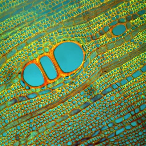 Microscopic Art, Punkty Spustowe, Microscopic Cells, Motifs Organiques, Microscopic Photography, Micro Photography, Microscopic Images, Bio Art, Plant Cell