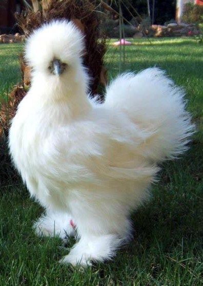 Most Beautiful White Silkie Bantam Chickens and Baby White Chicken, Chicken, Green, Animals, White